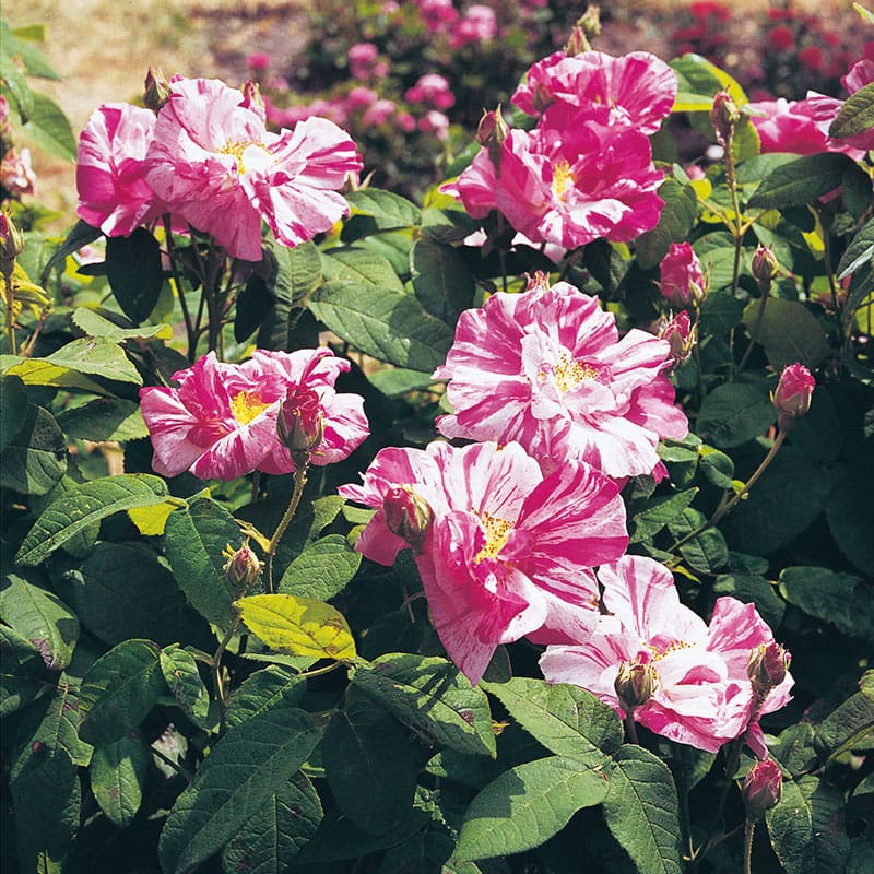 Gammaldags ros Mundi, 10-Pack