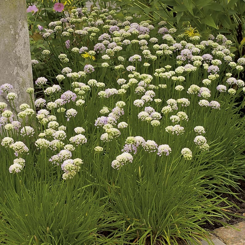 Strandtrift "Alba", 15-Pack