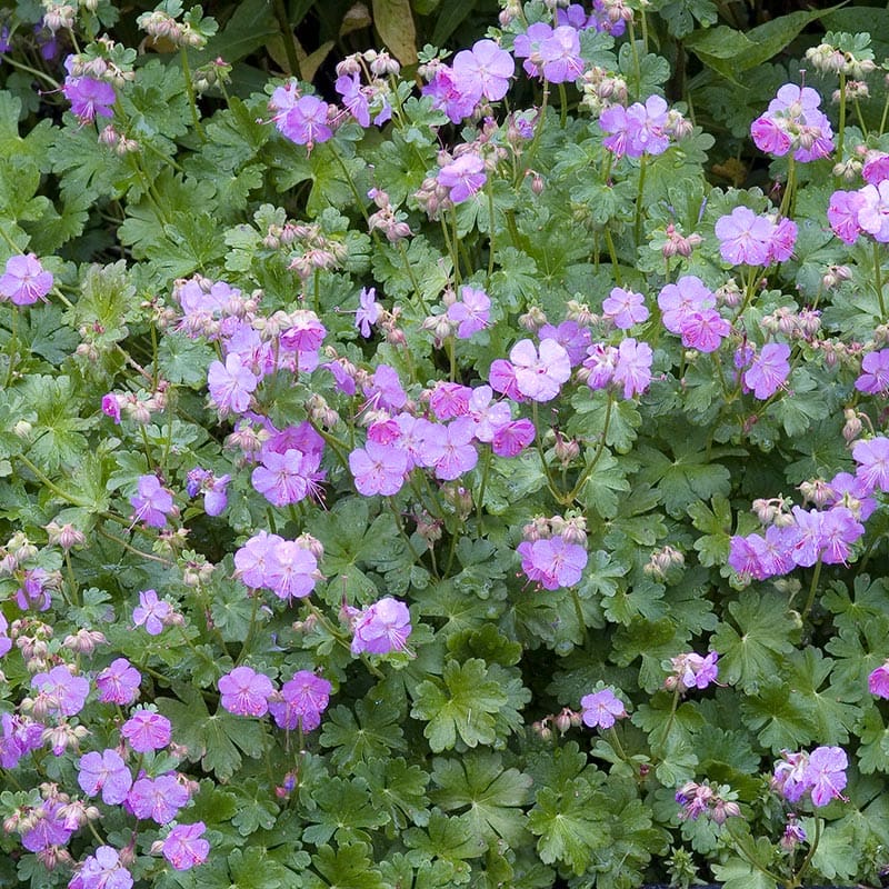 Liten Flocknäva "Karmina", 6-Pack