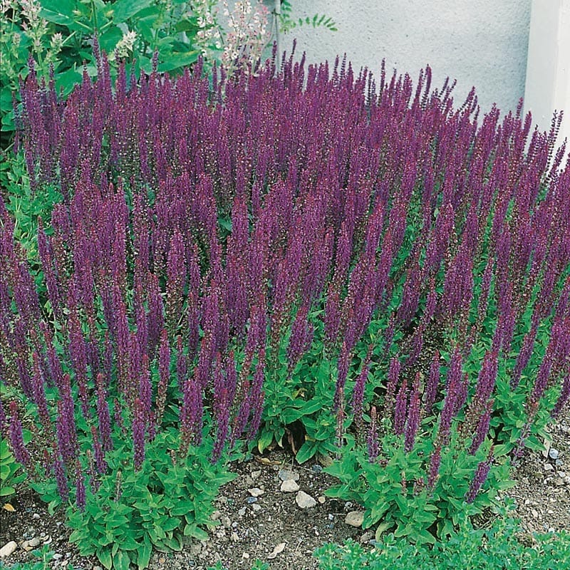 Stäppsalvia "Ostfrisland", 6-Pack