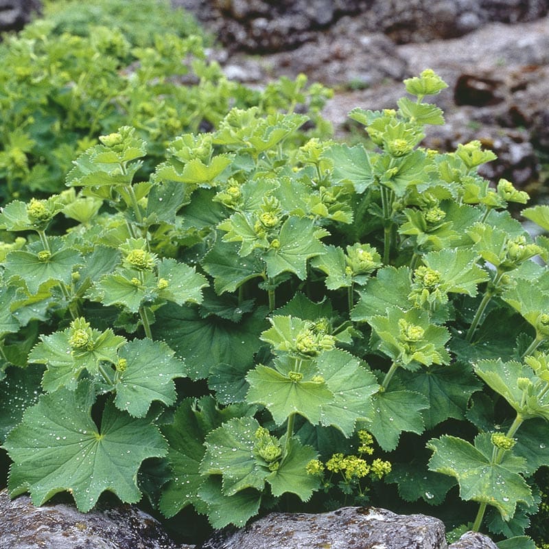 Liten praktdaggkåpa, 6-Pack