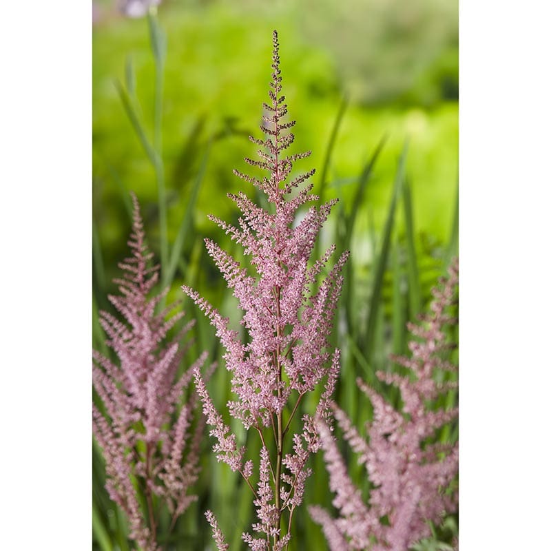 Astilbe "Arendsii Erika", 6-Pack