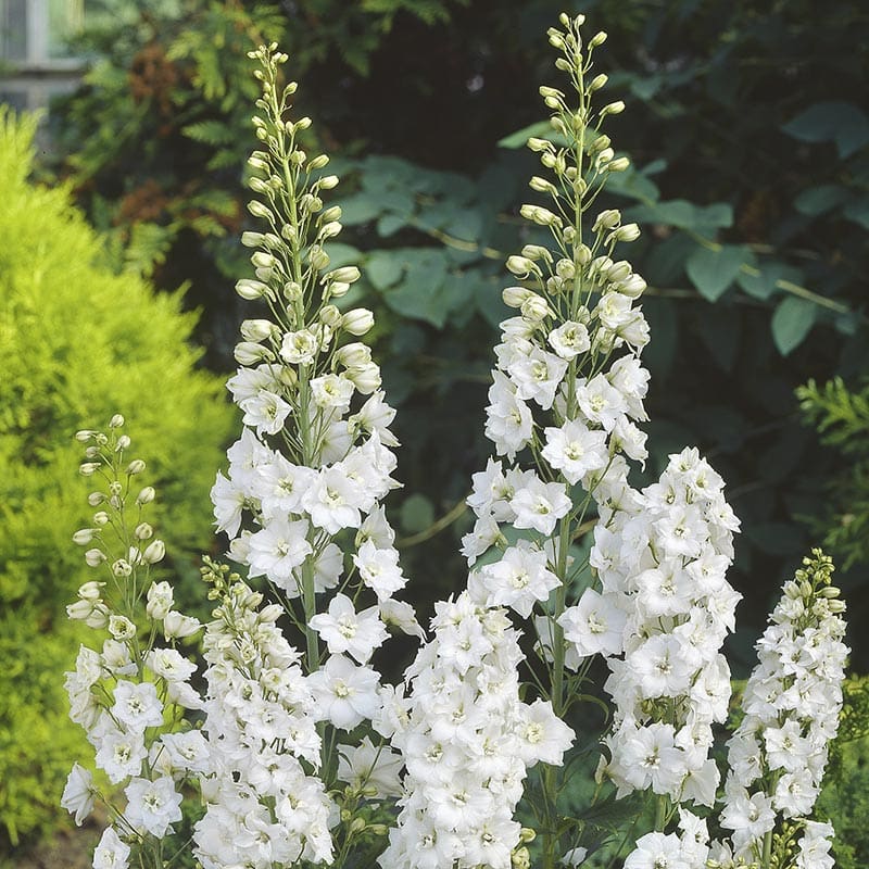 Trädgårdsriddarsporre "Galahard", 3-Pack