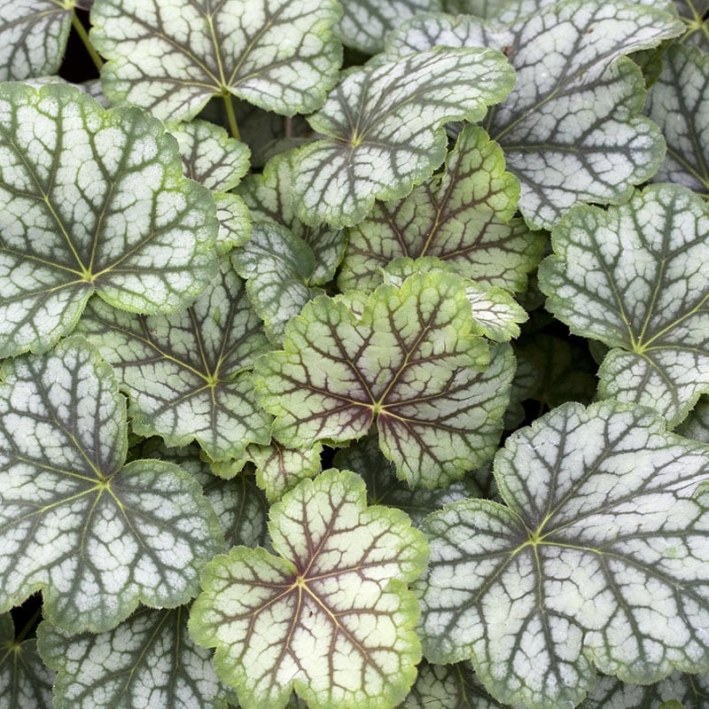 Alunrot "Green Spice", 6-Pack