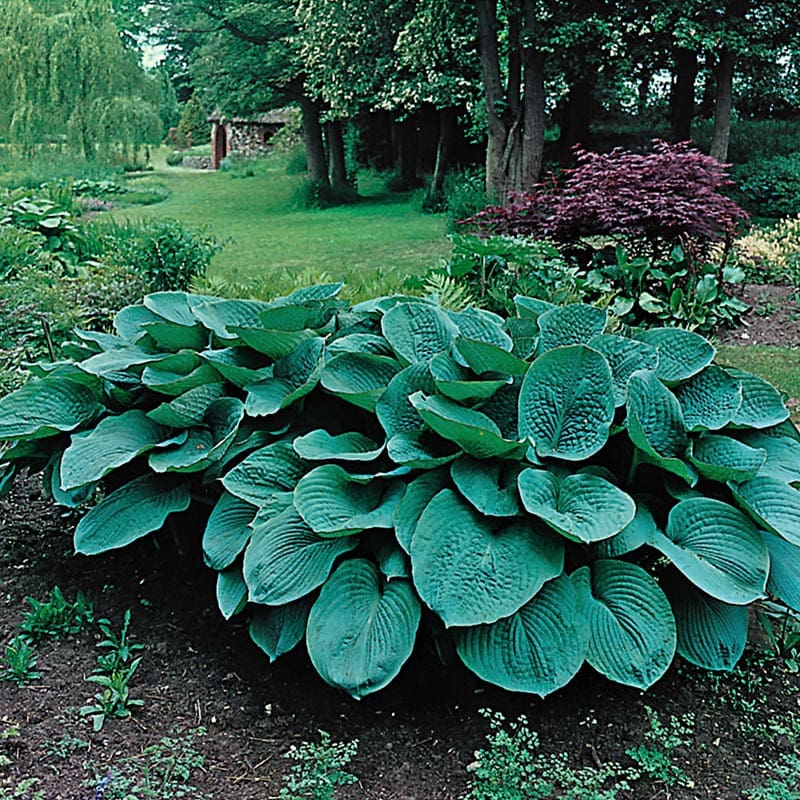 Daggfunkia "Sieboldiana Elegans", 6-Pack