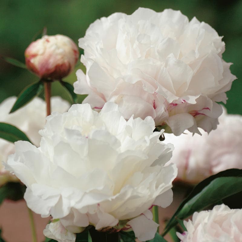 Luktpion Shirley Temple, 1-Pack