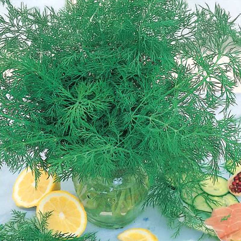 Dill 'Sari'
