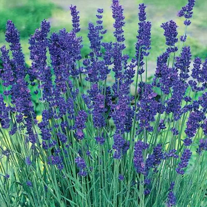 Lavendel