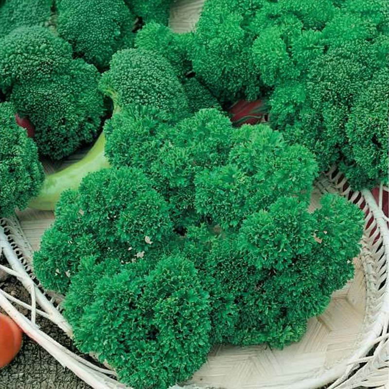 Krause Petersilie 'Lisette'