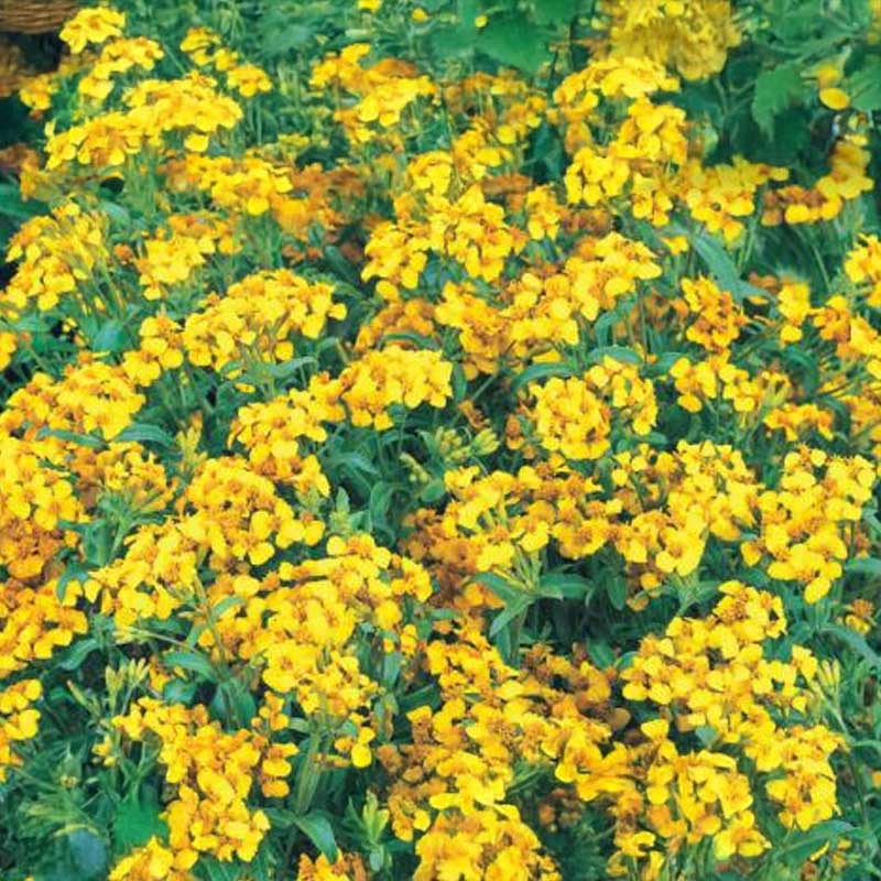Gewürztagetes 'Sweet Mace'