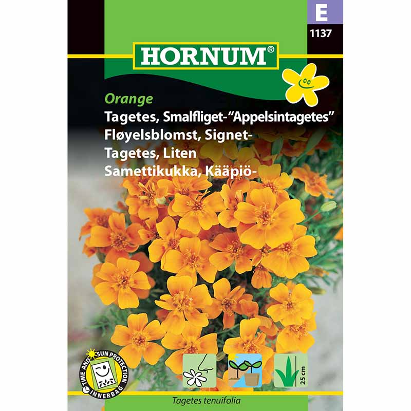 Zwergtagetes Orange
