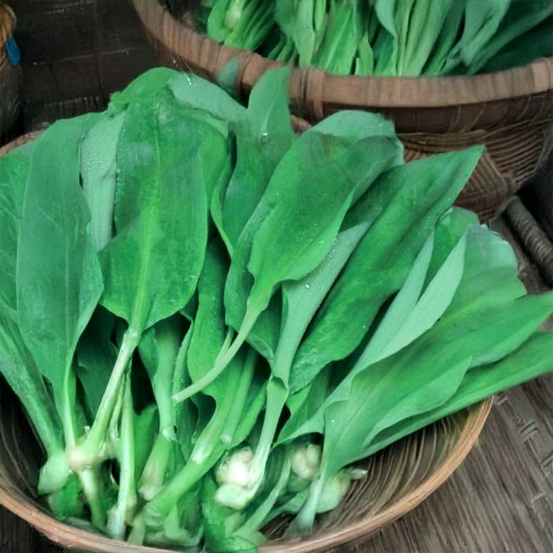 Bärlauch 'Forest Floor'