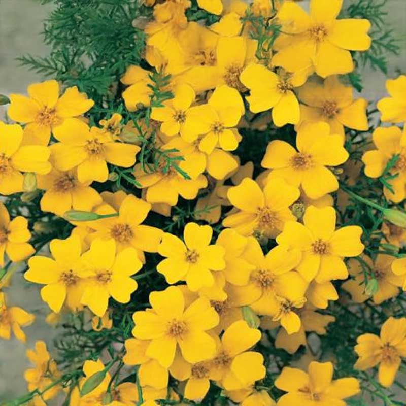 Zwergtagetes 'Lemon Gem'
