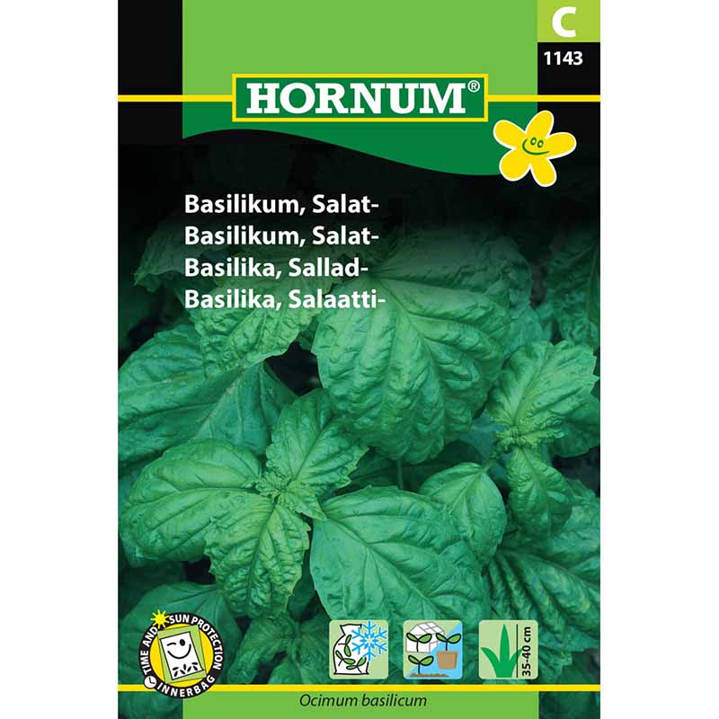 Salatblättriges Basilikum