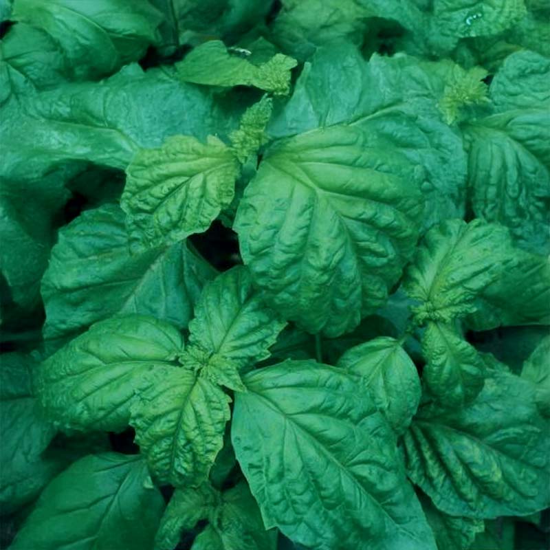 Salatblättriges Basilikum