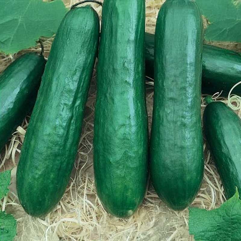 Salatgurke 'Silor' F1