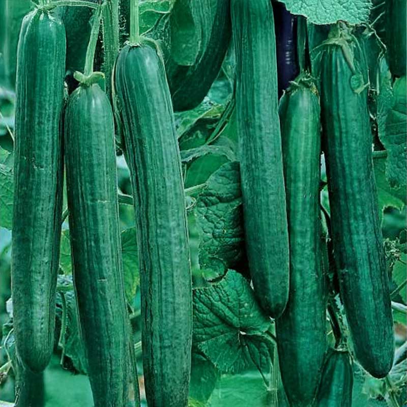 Salatgurke 'Euphya' F1