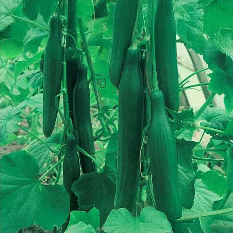 Salatgurke 'Saladin' F1