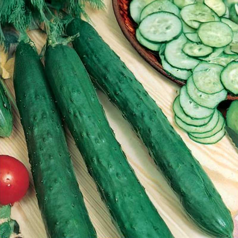 Salatgurke 'Burpless Tasty Green' F1