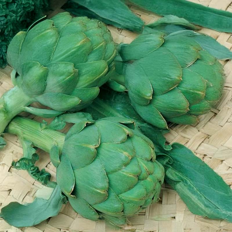 Artischocke 'Gros Vert de Laon'