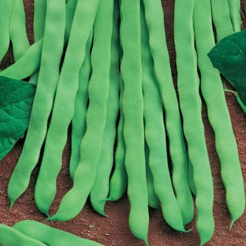 Stangenbohne 'Algarve'