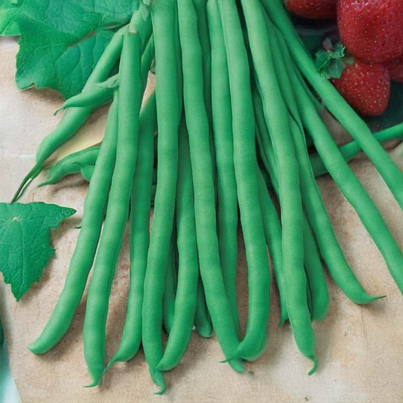 Stangenbohne 'Rakker'