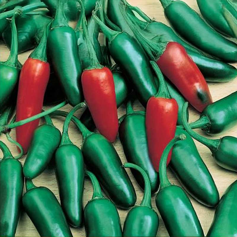 Chili 'Jalapeno M'