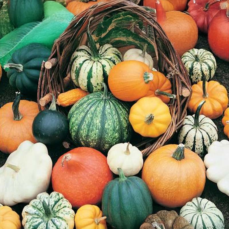 Kürbis 'Gourmet Mix'