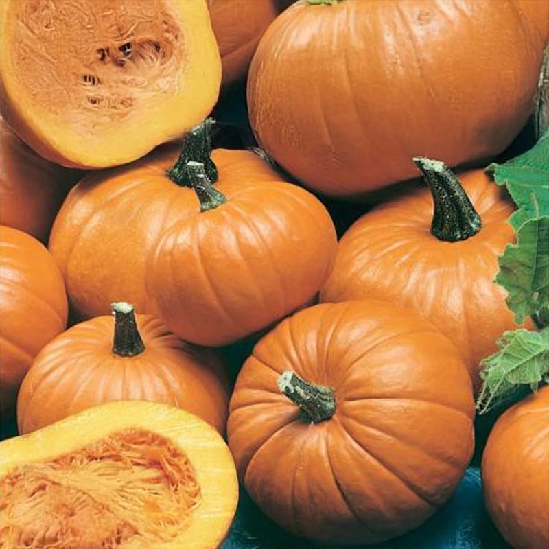 Ölkürbis 'Baby Bear'