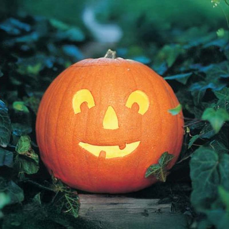 Ölkürbis 'Tom Fox'