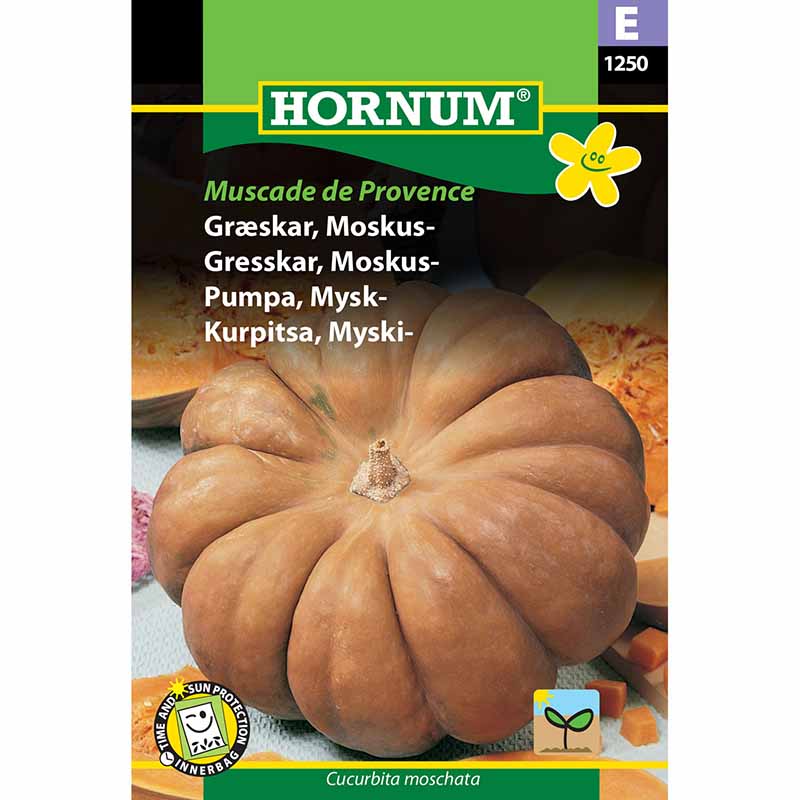 Moschuskürbis 'Muscade de Provence'