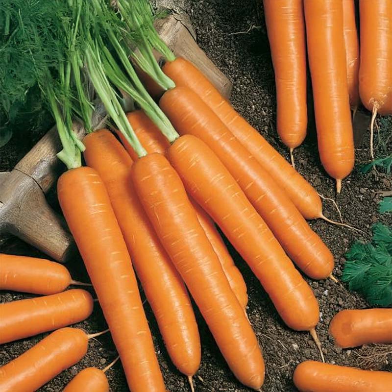 Sommermöhre 'Laguna' F1