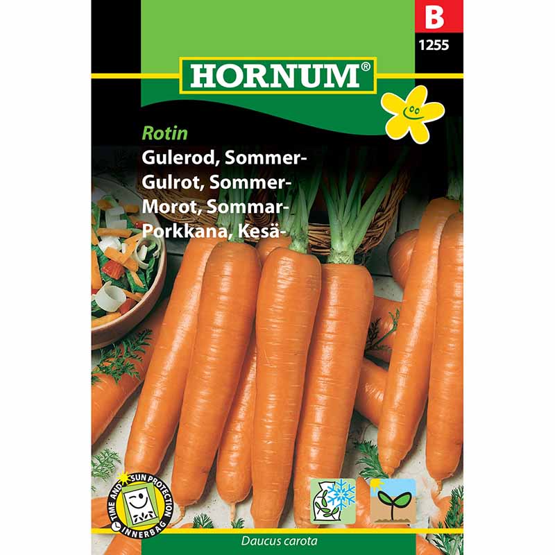 Sommermöhre 'Rotin'