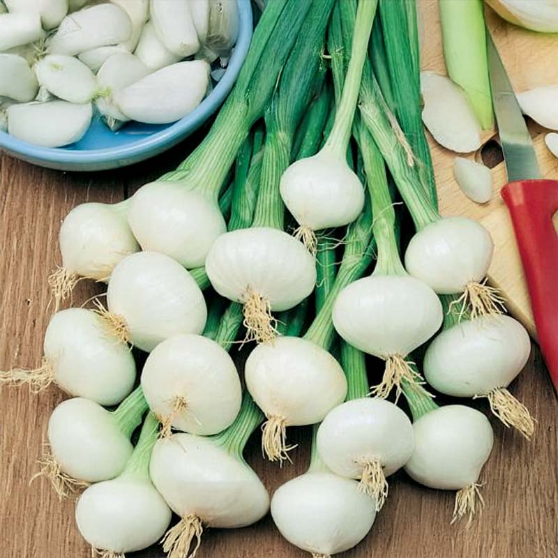 Zwiebel 'De Vaugirard'