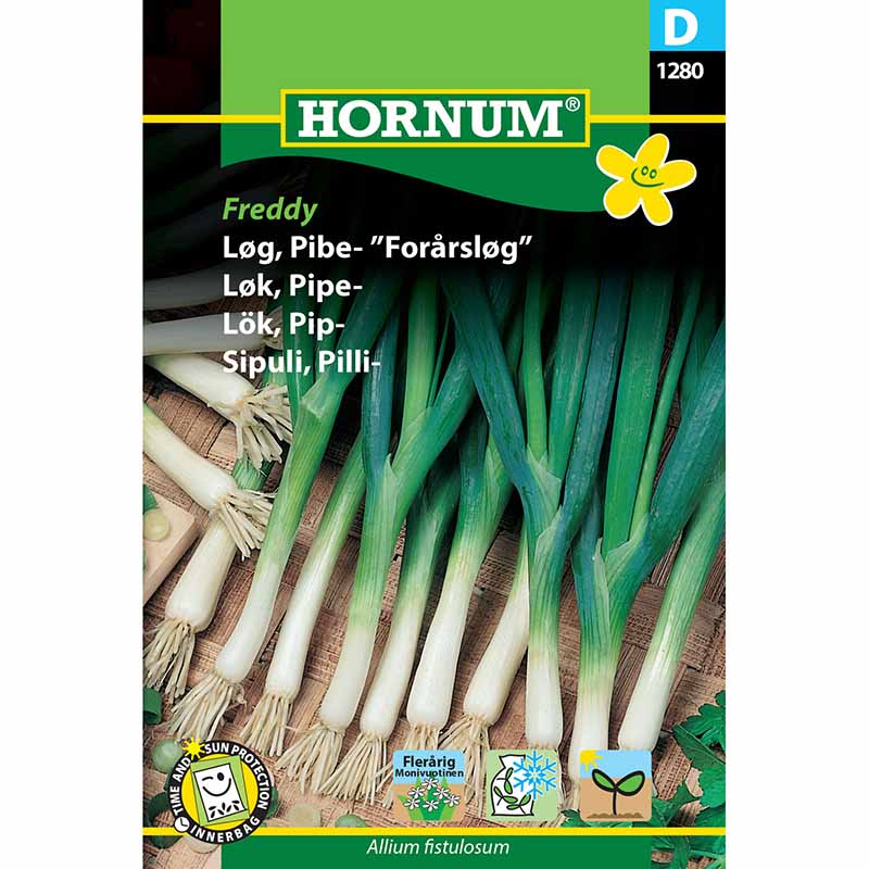 Winterheckenzwiebel 'Kaigaro'