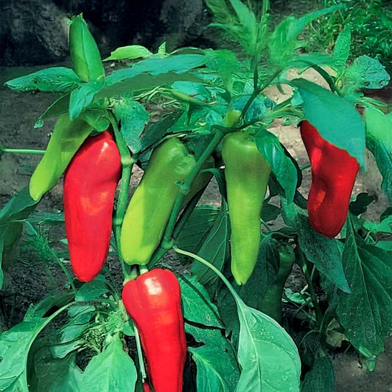 Paprika 'Kostas' F1
