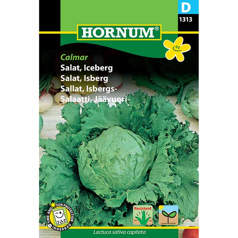 Eisbergsalat 'Calmar'