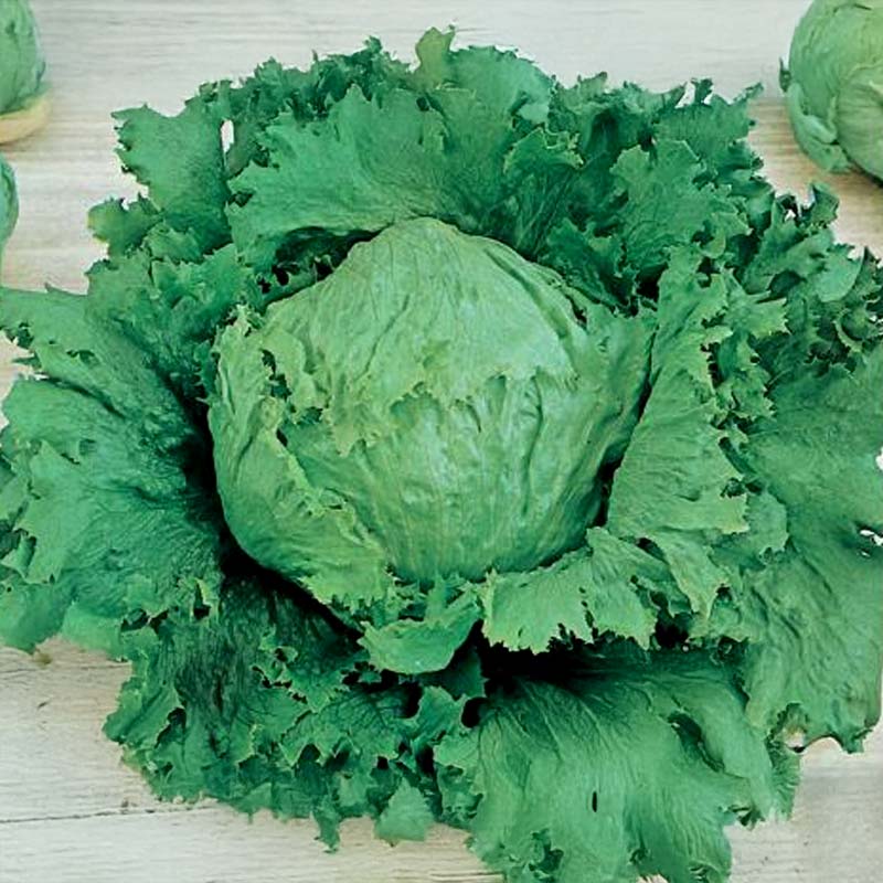 Eisbergsalat 'Calmar'