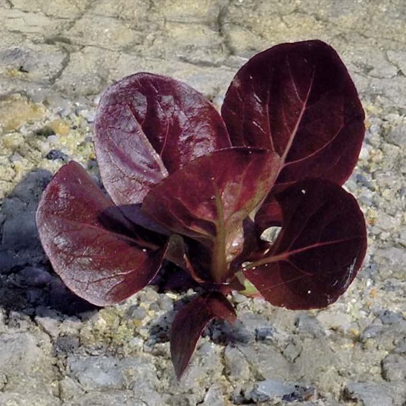 Römersalat 'Ovired'