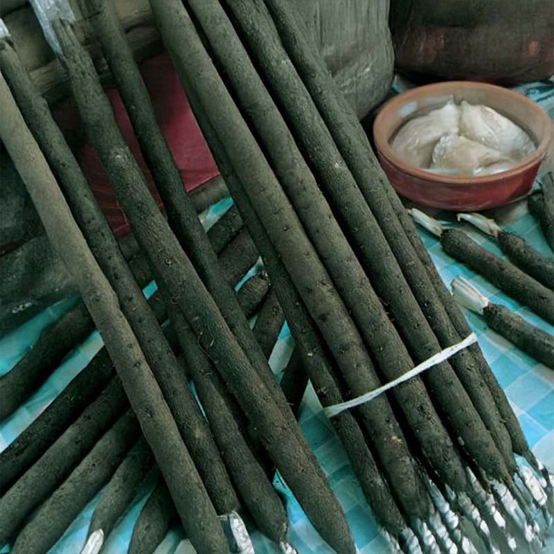 Schwarzwurzel 'Hoffmanns schwarzer Pfahl'