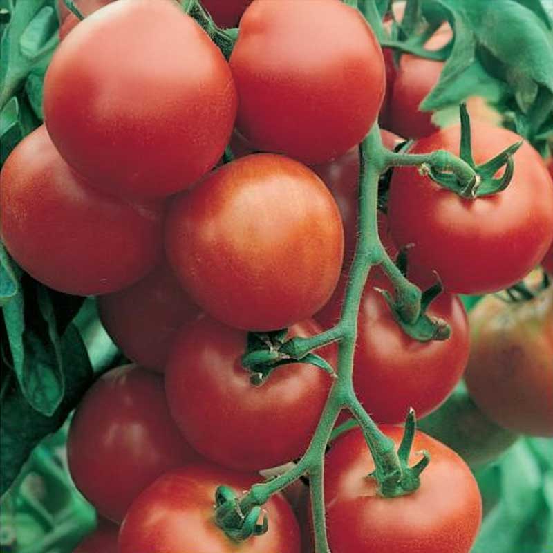 Tomate 'Harzfeuer' F1
