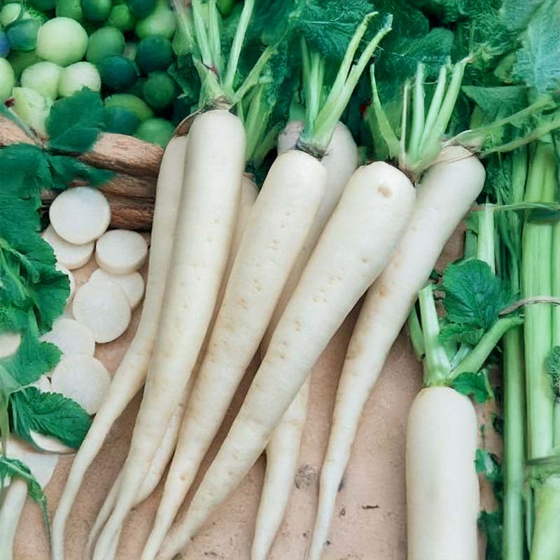 Chinesischer Rettich 'Minowase Summer Cross Nr. 3' F1