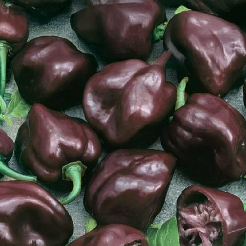 Chili 'Habanero Chocolate'