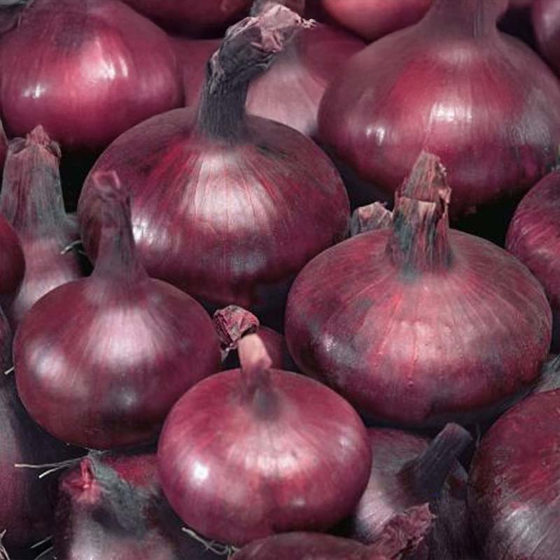 Rote Zwiebel 'Braunschweiger Dunkelblutrote'