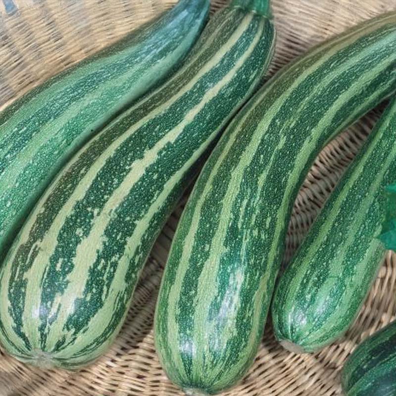 Zucchini 'Coucourzelle'