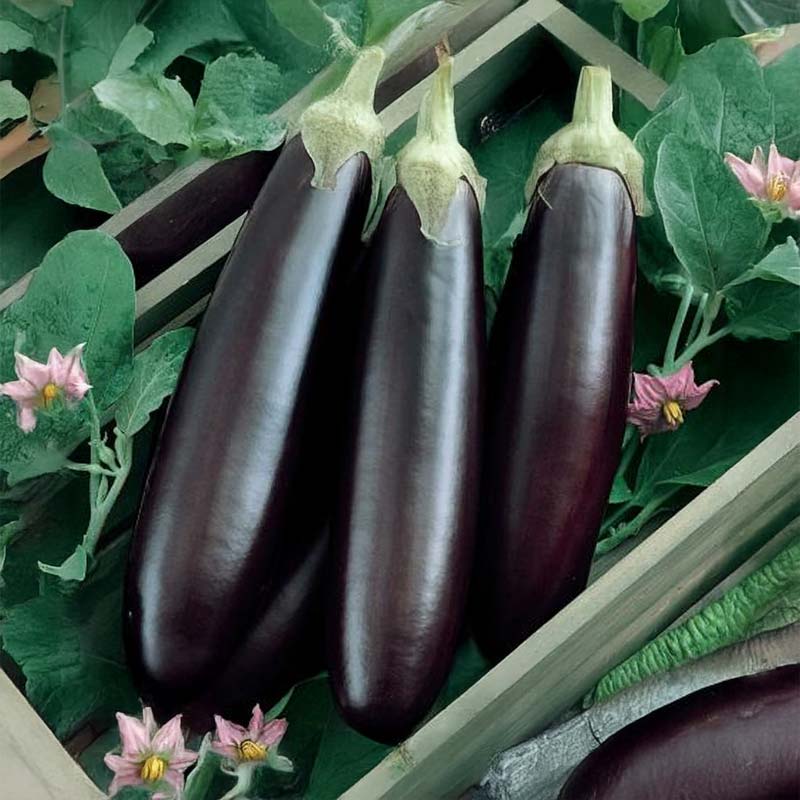 Aubergine 'Violetta lunga 3'