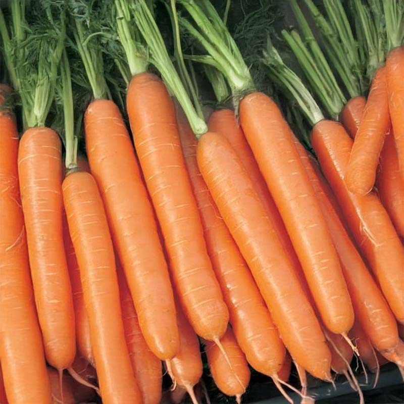 Sommermöhre 'Nominator' F1