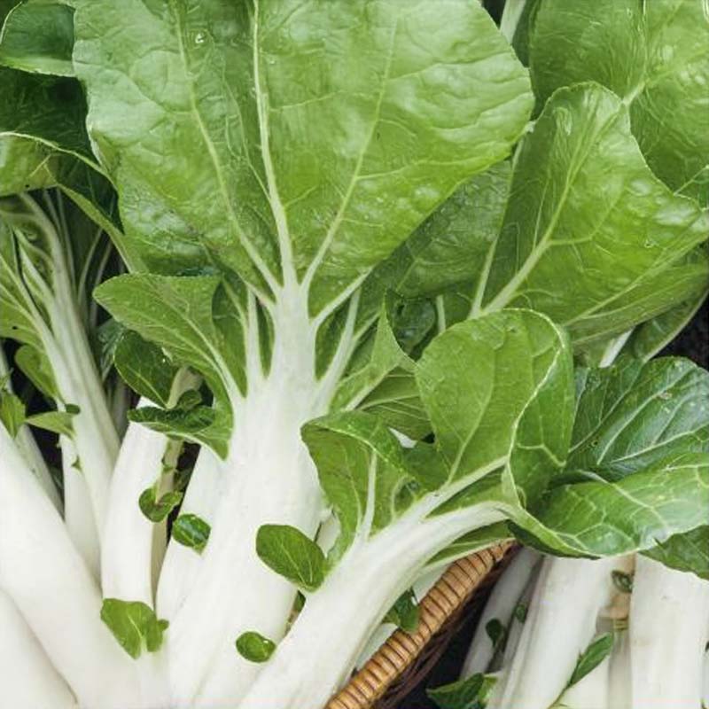 Pak Choi