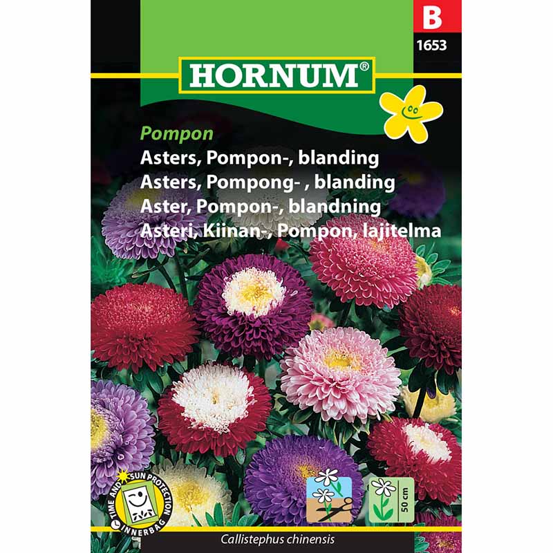 Aster 'Pompon-Mix'