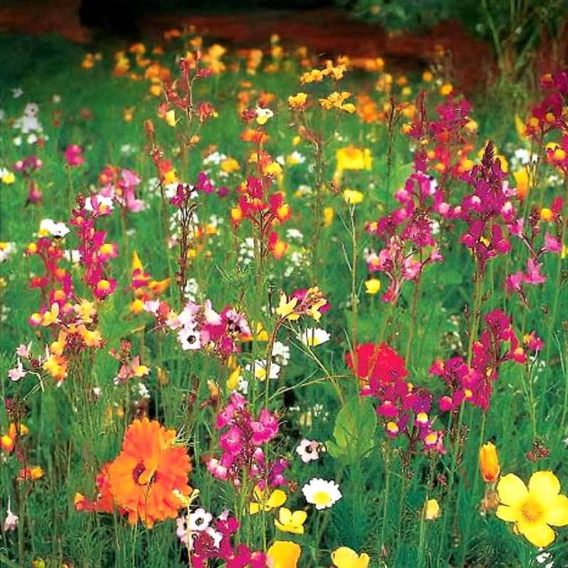 Blumenmischung '1001 Nacht Traum'